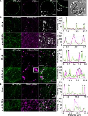 Sorting motifs target the movement protein of ourmia melon virus to the trans-Golgi network and plasmodesmata